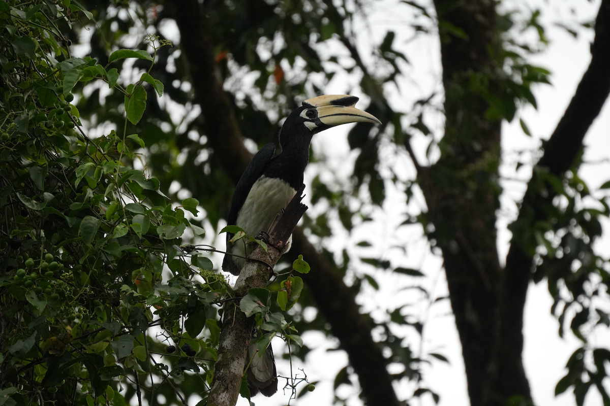 キタカササギサイチョウ - ML644258588