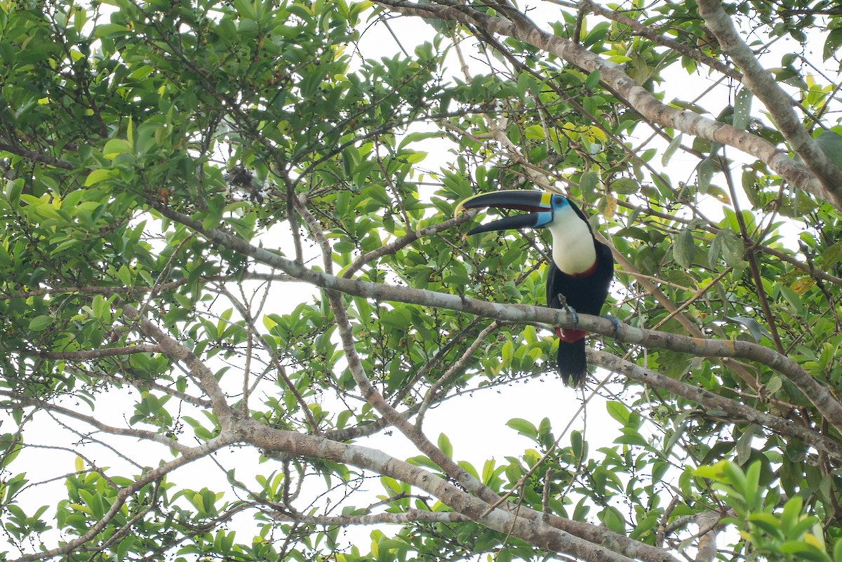 White-throated Toucan - ML644258592