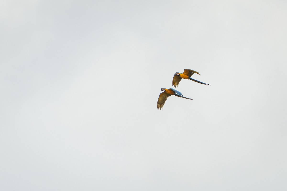 ルリコンゴウインコ - ML644258600