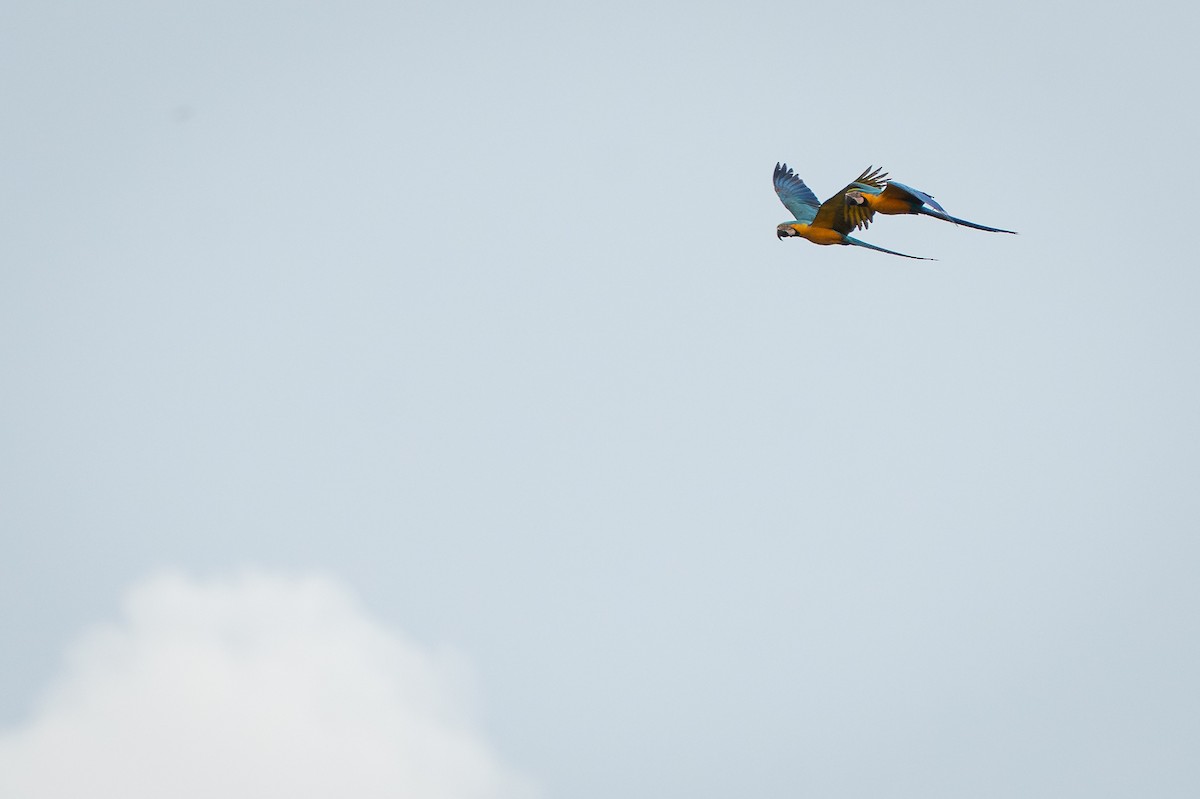 ルリコンゴウインコ - ML644258601