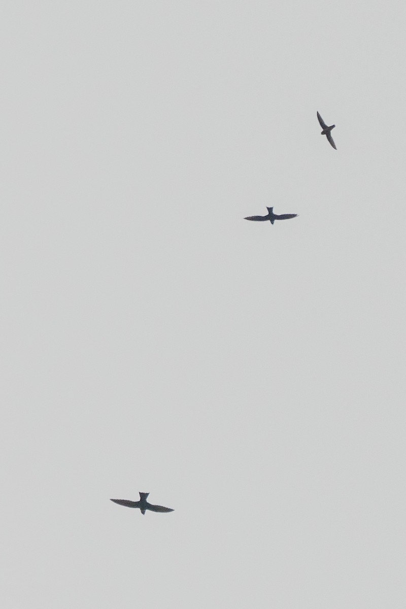 halsbåndseiler - ML644258610