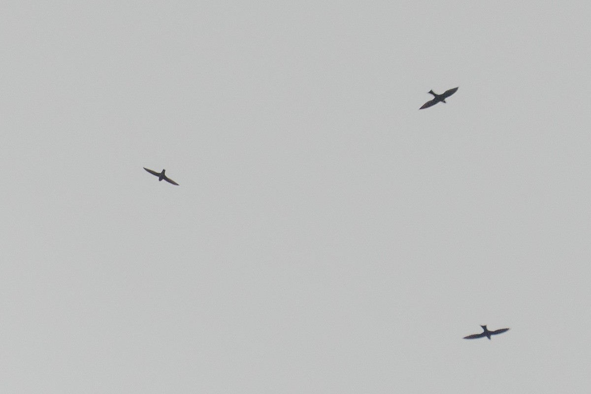 halsbåndseiler - ML644258611