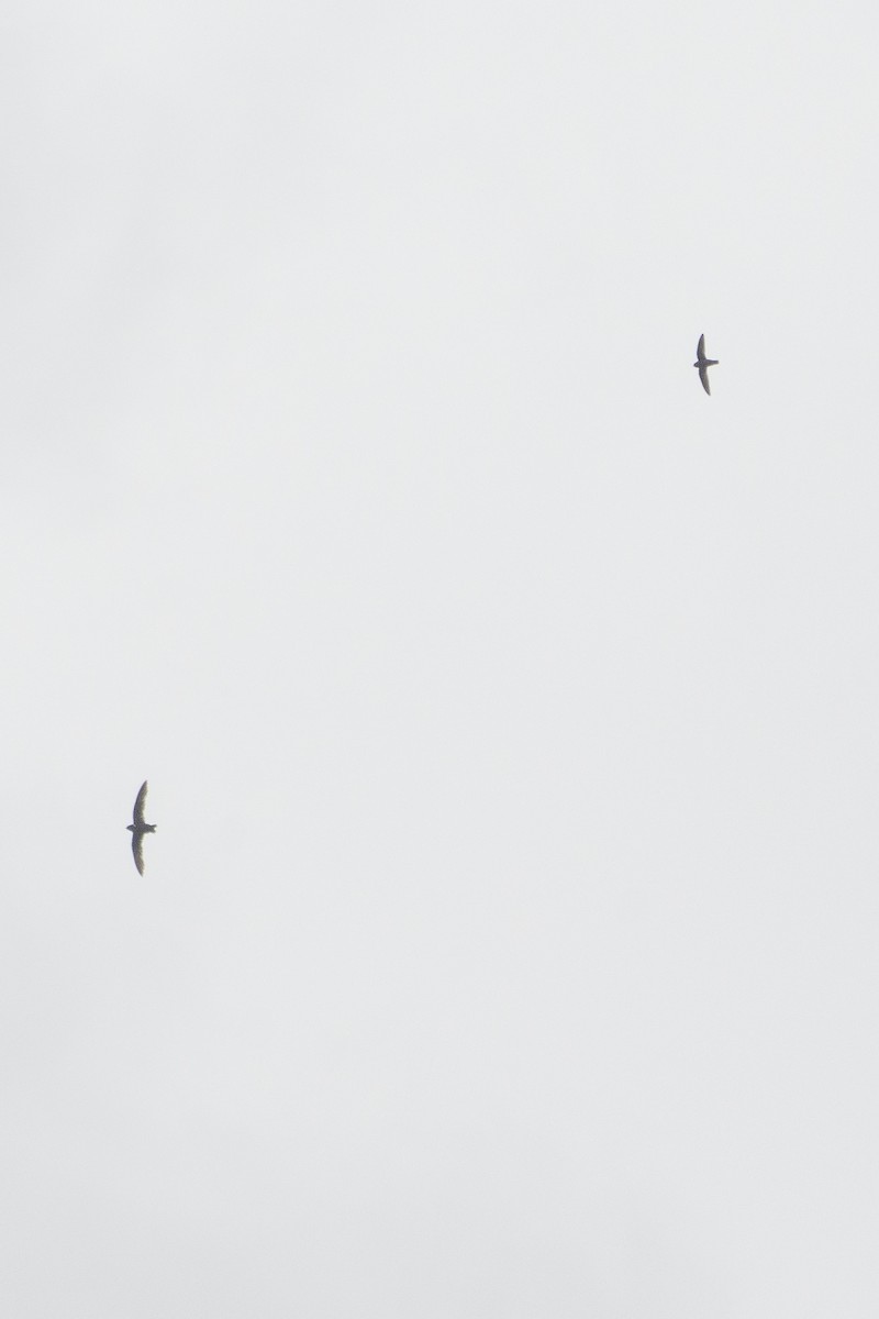 halsbåndseiler - ML644258612