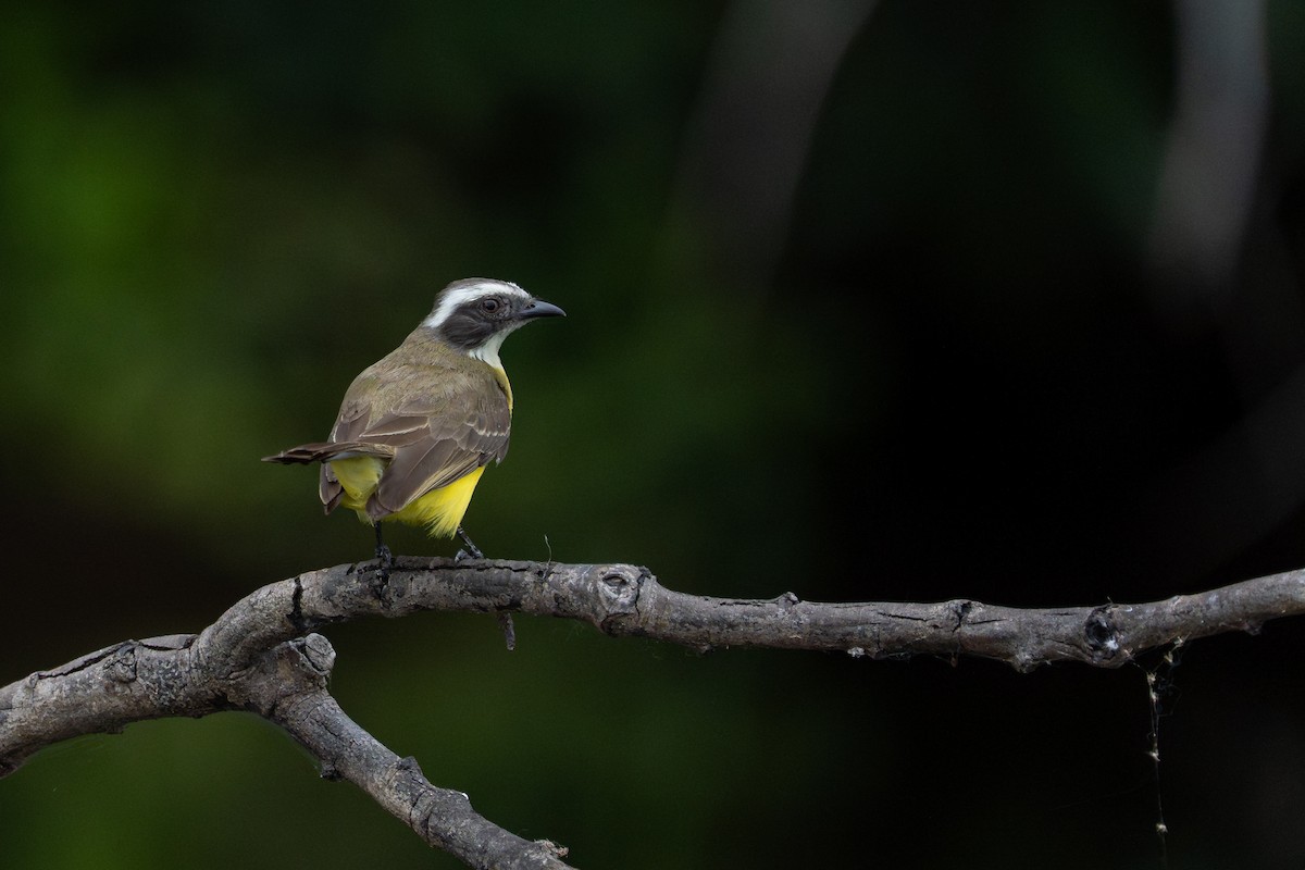 Tyran sociable - ML644258618