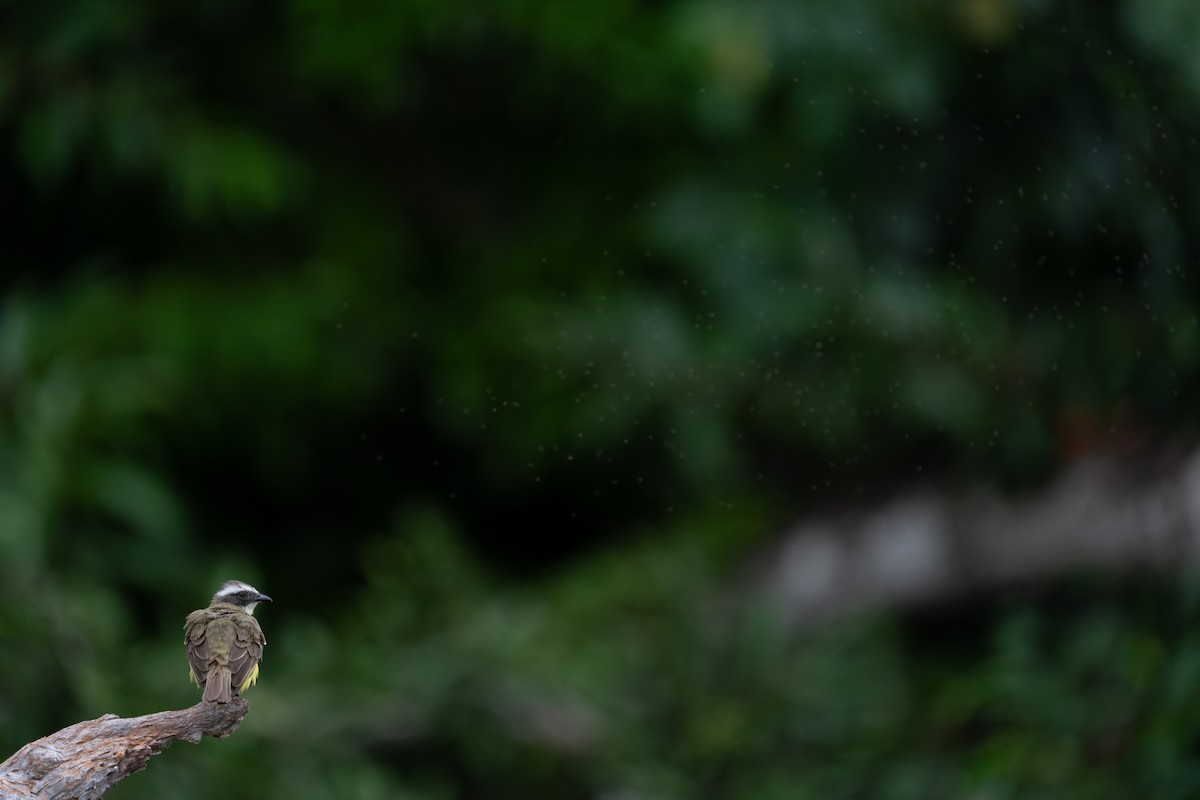 Tyran sociable - ML644258619