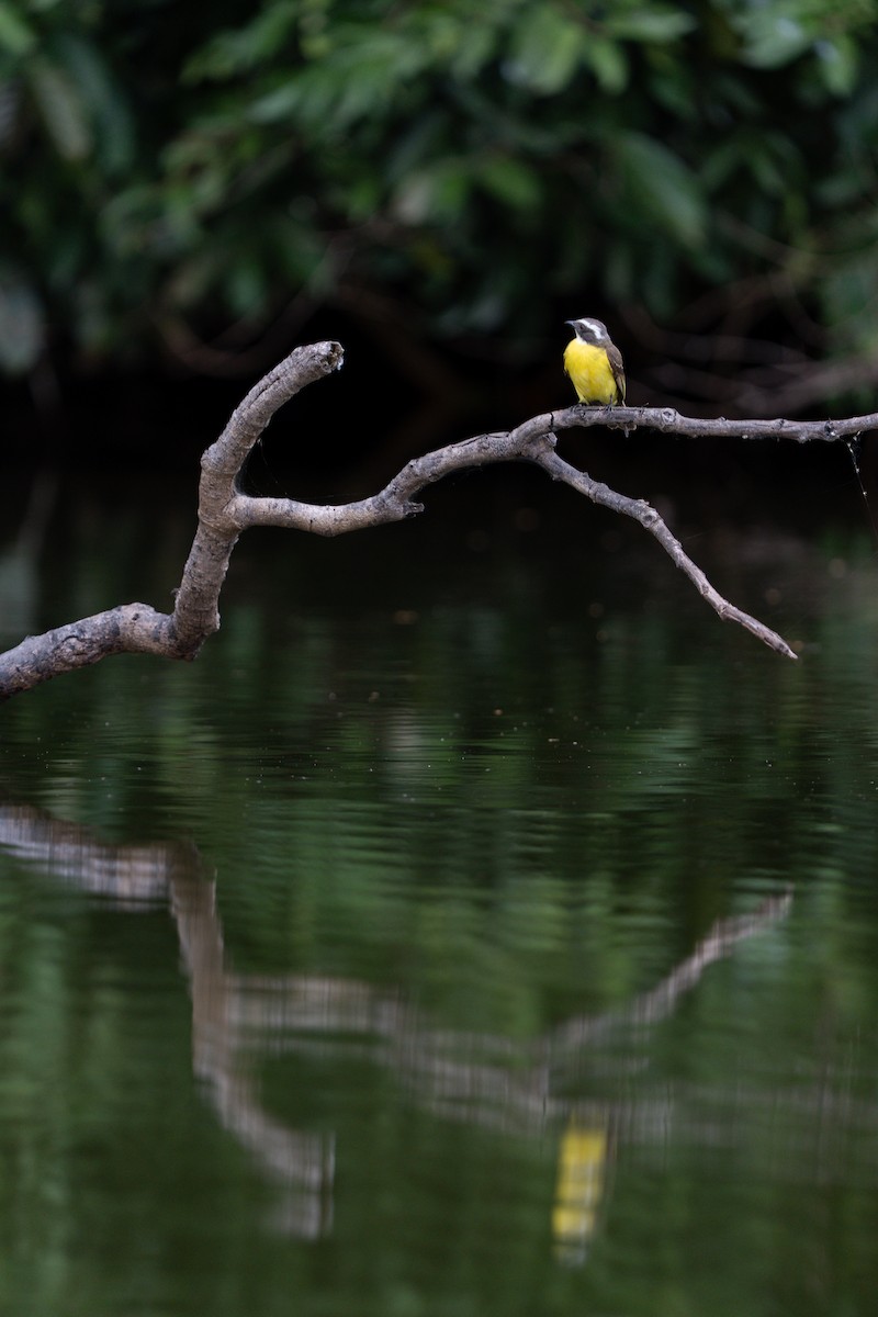 Tyran sociable - ML644258620