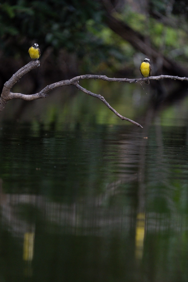 Tyran sociable - ML644258621