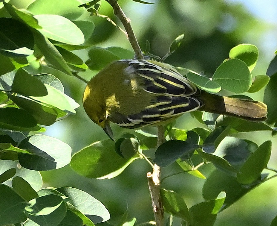 Common Iora - ML644258633