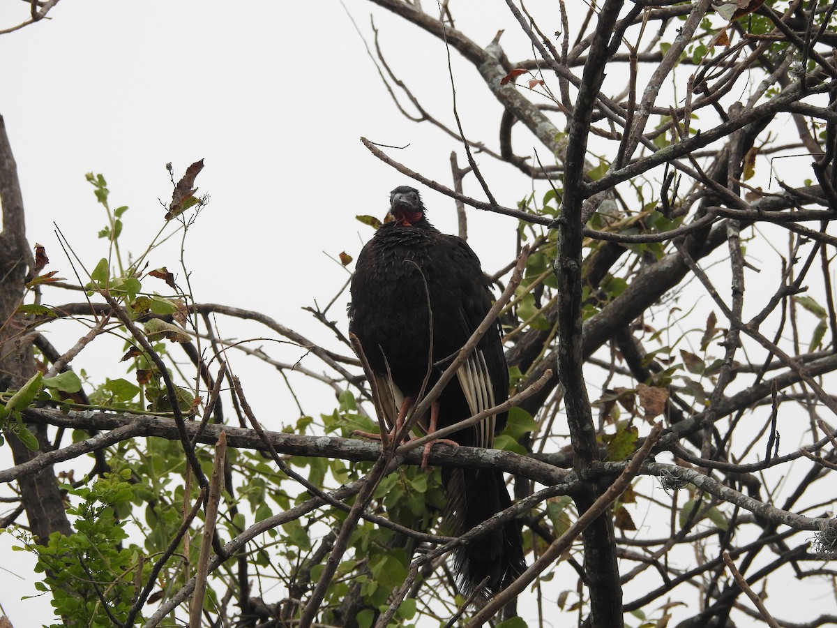 White-winged Guan - ML644258639