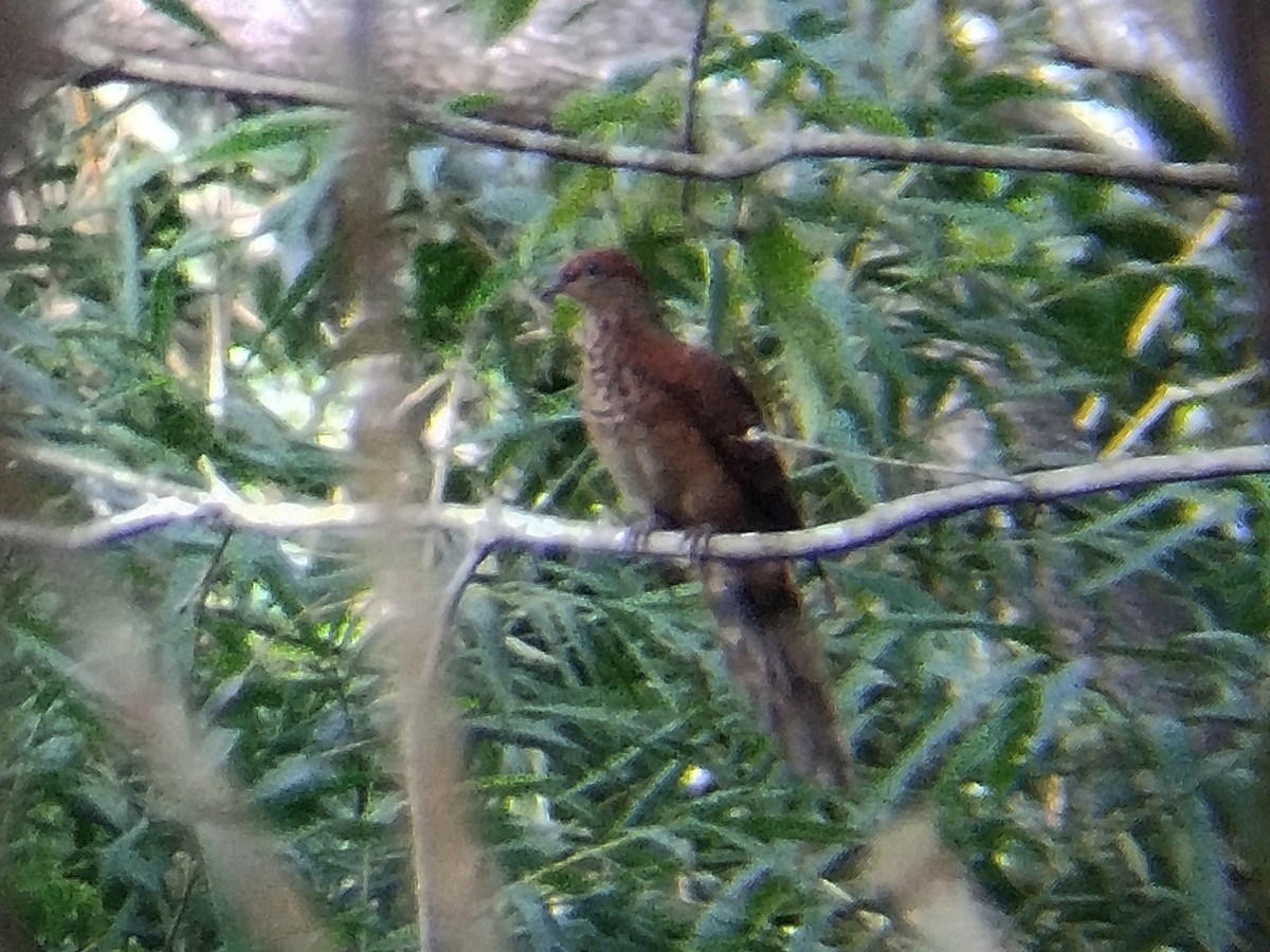 nymfegjøkdue - ML644258643