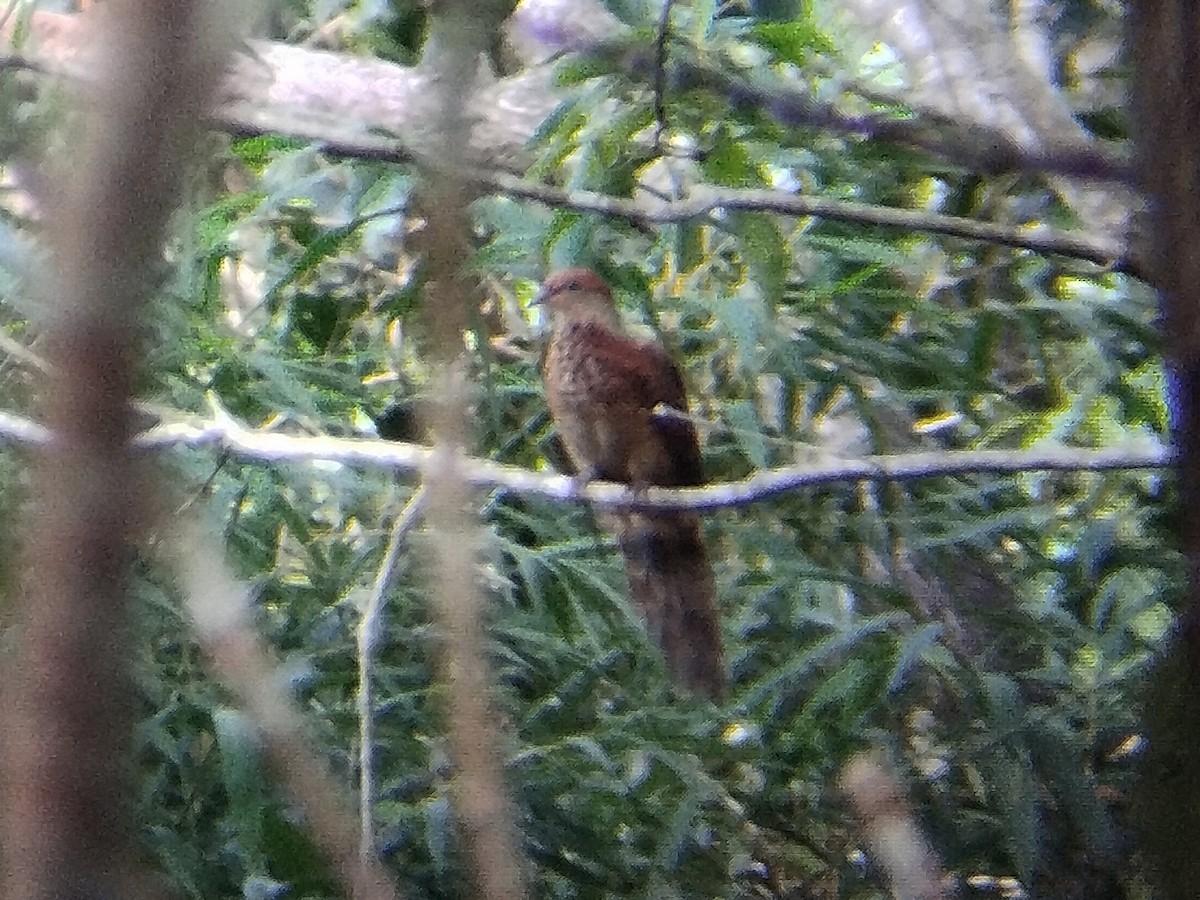 nymfegjøkdue - ML644258644