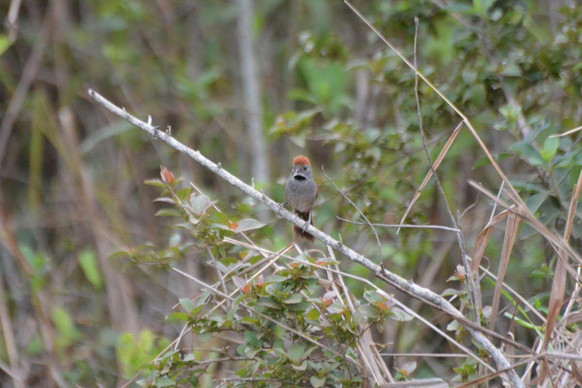 Synallaxe cendré - ML644258651