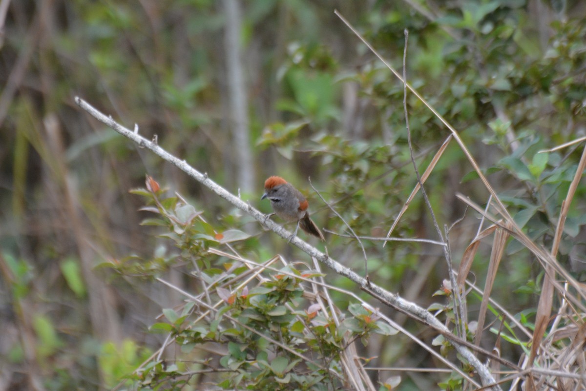 Synallaxe cendré - ML644258652