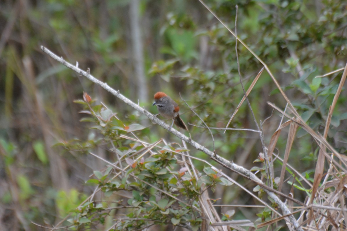 Synallaxe cendré - ML644258653