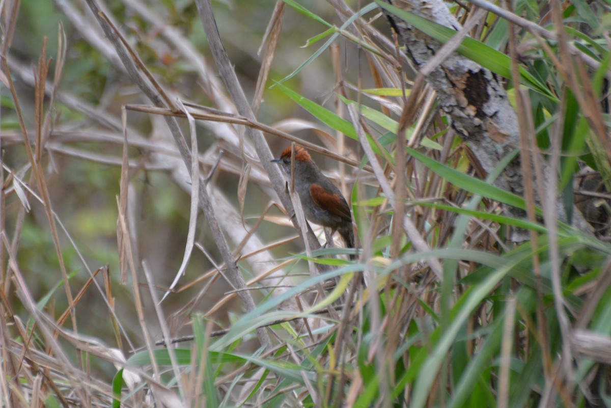 Synallaxe cendré - ML644258654