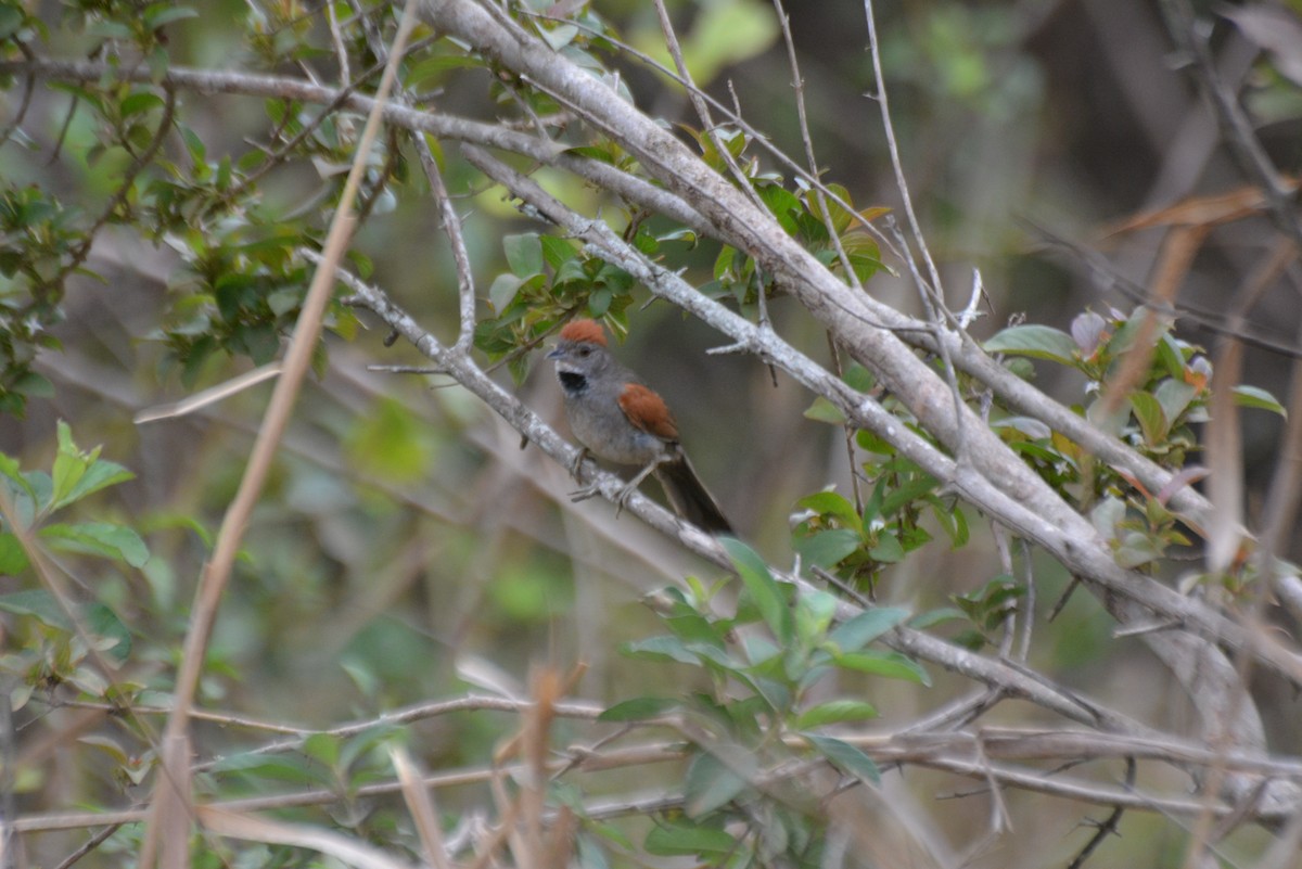 Synallaxe cendré - ML644258655