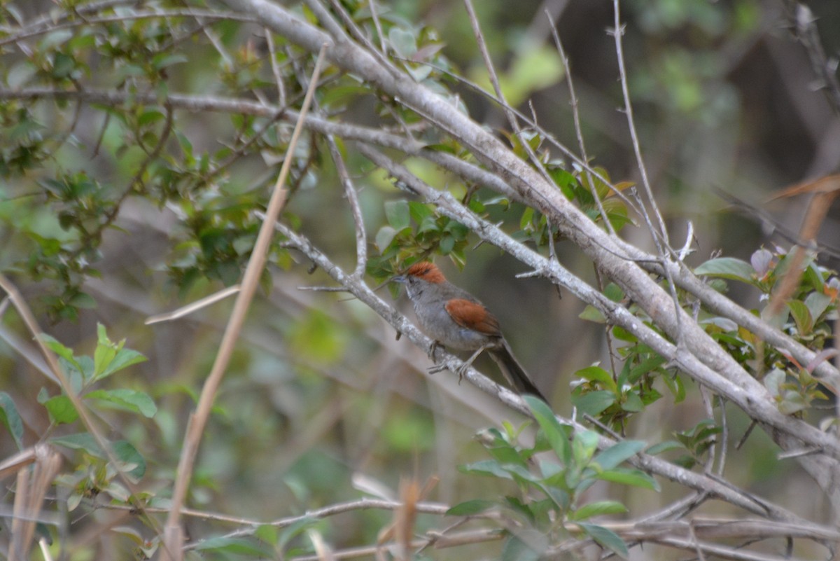 Synallaxe cendré - ML644258656