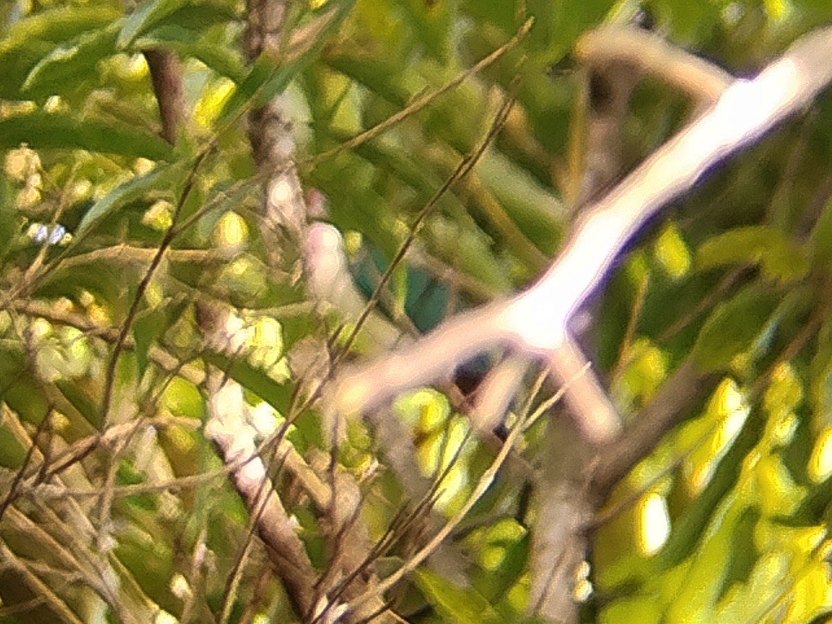 ボタンバト - ML644258659