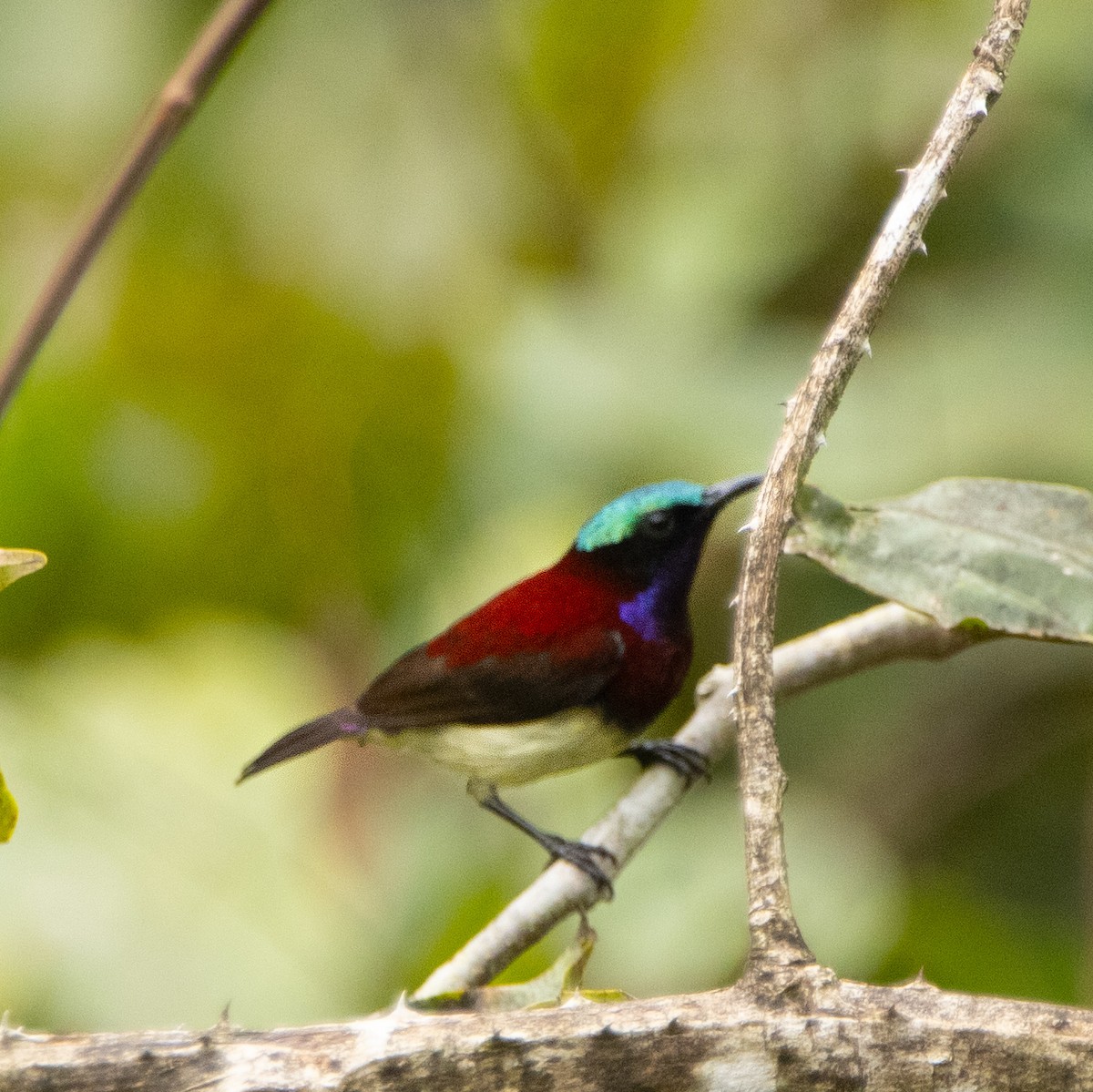 Crimson-backed Sunbird - ML644258666