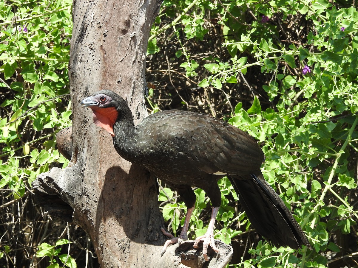 White-winged Guan - ML644258669