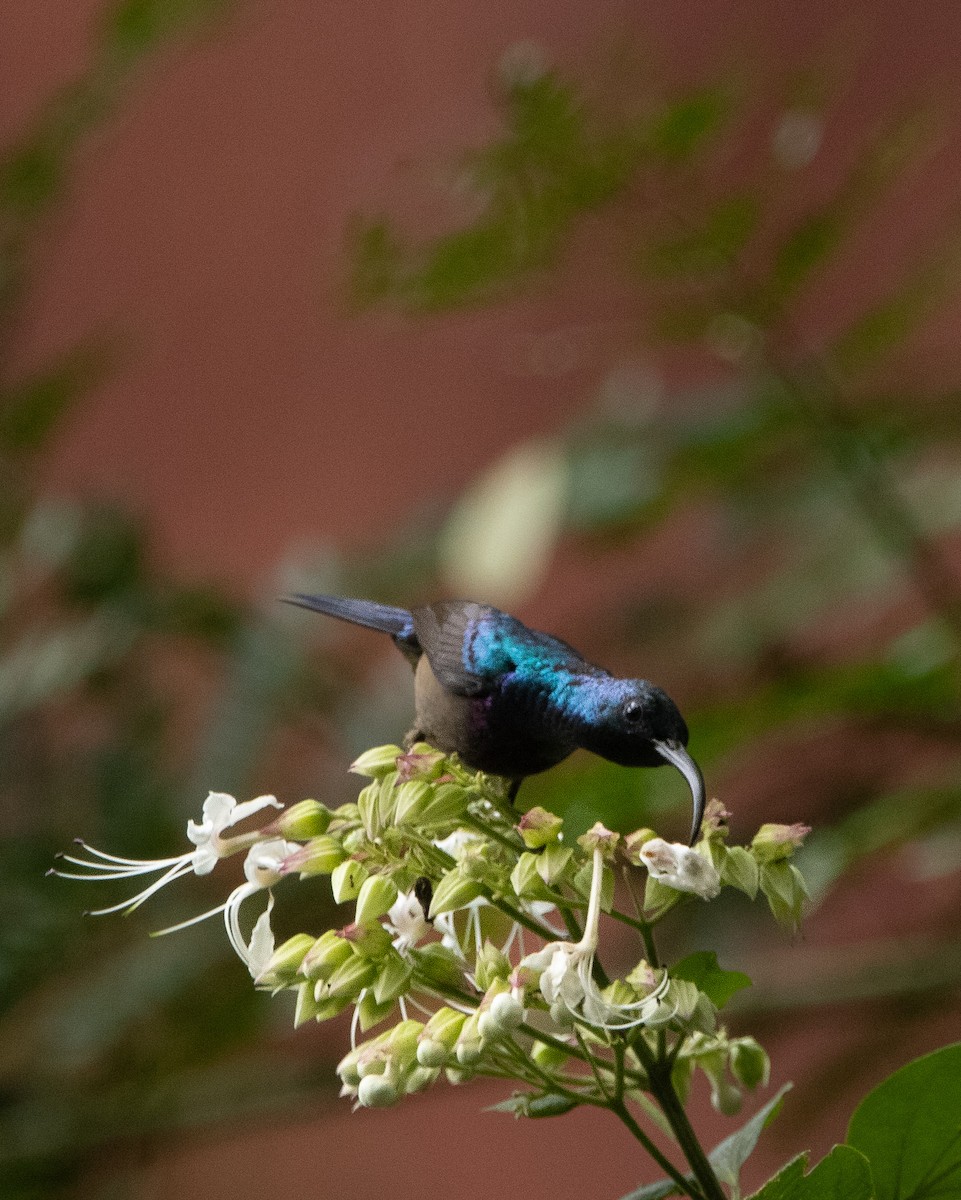 Loten's Sunbird - ML644258673