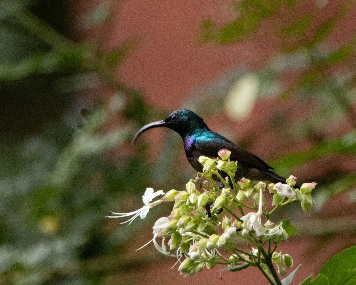 Loten's Sunbird - ML644258674