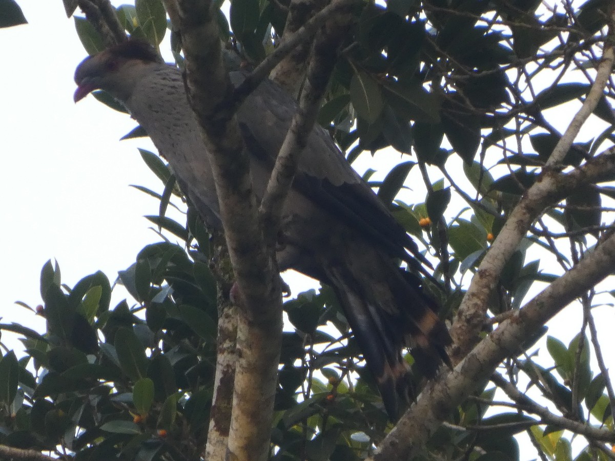 parykkdue - ML644258692