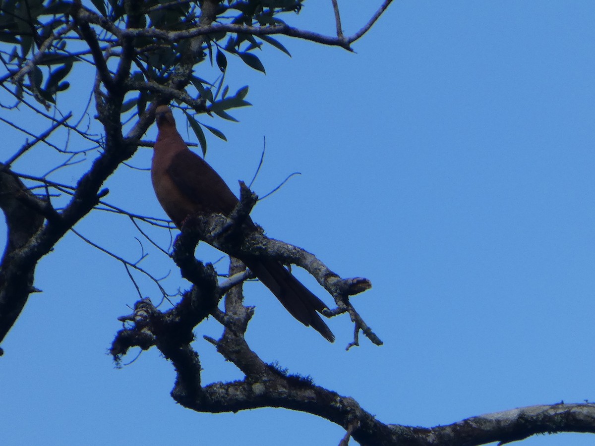 parykkdue - ML644258694