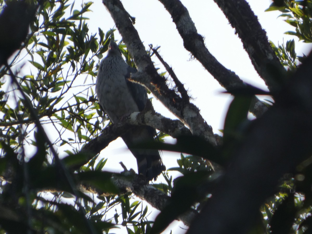 parykkdue - ML644258695