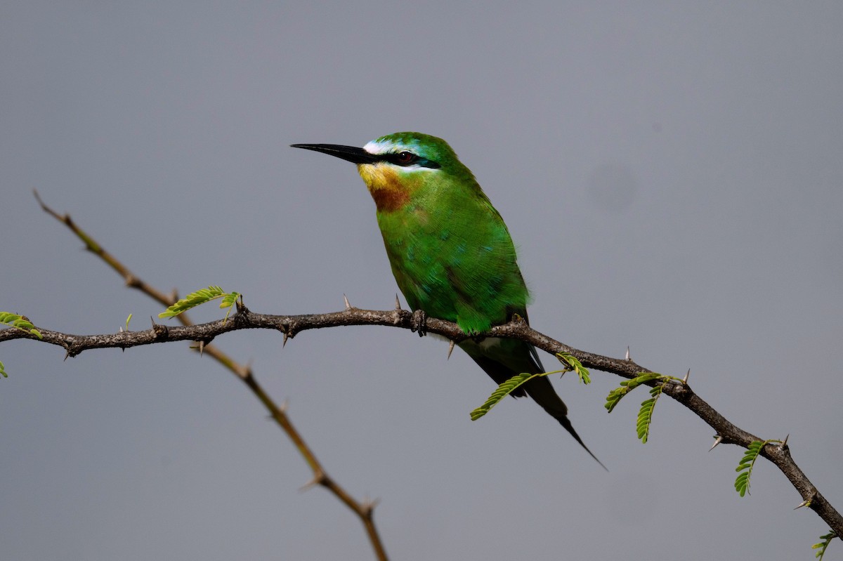 blåkinnbieter - ML644258704