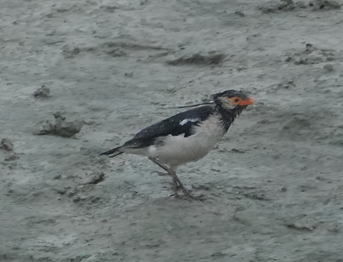 印度鵲椋鳥 - ML644258706