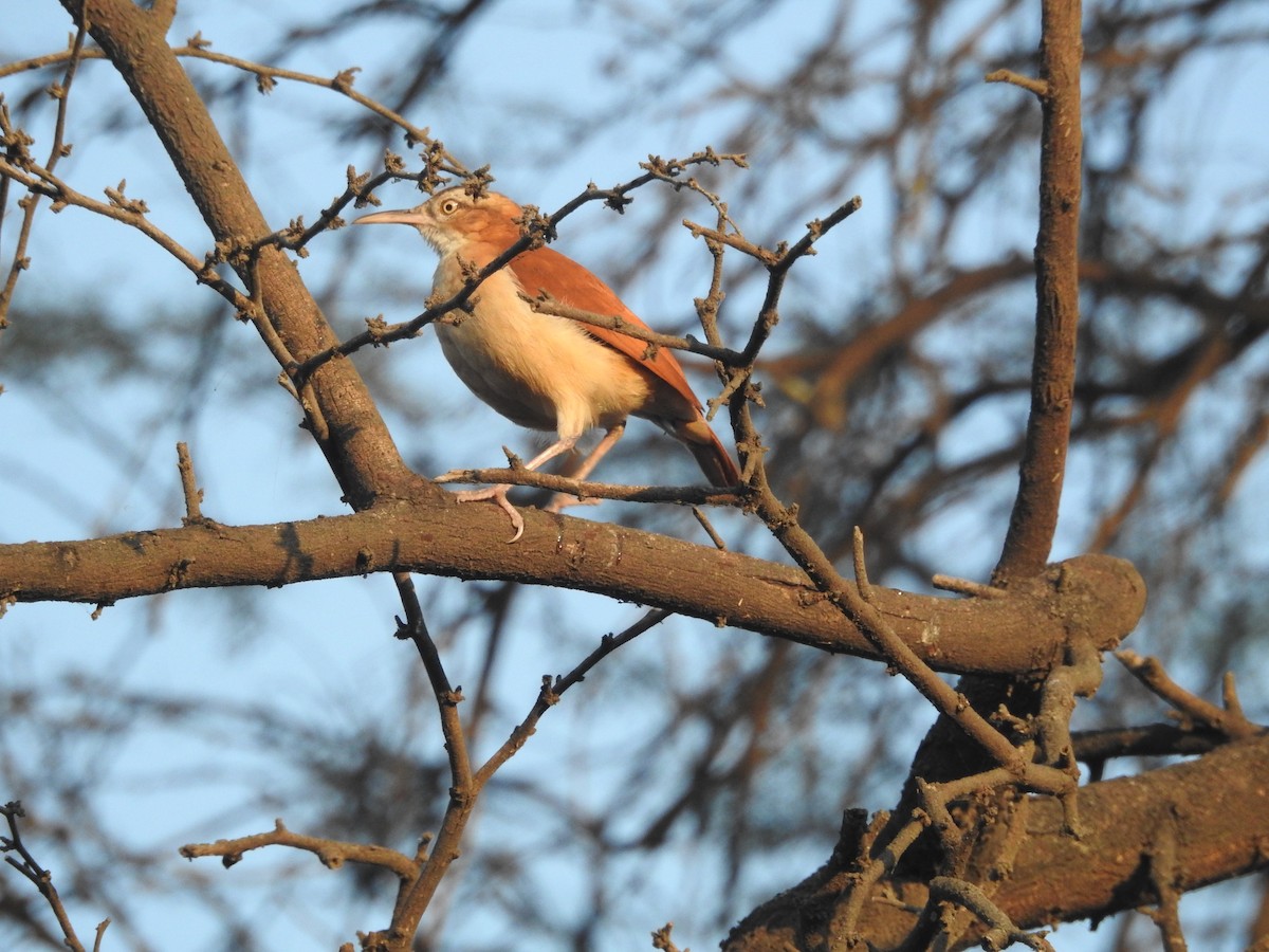 kanelryggovnfugl - ML644258707