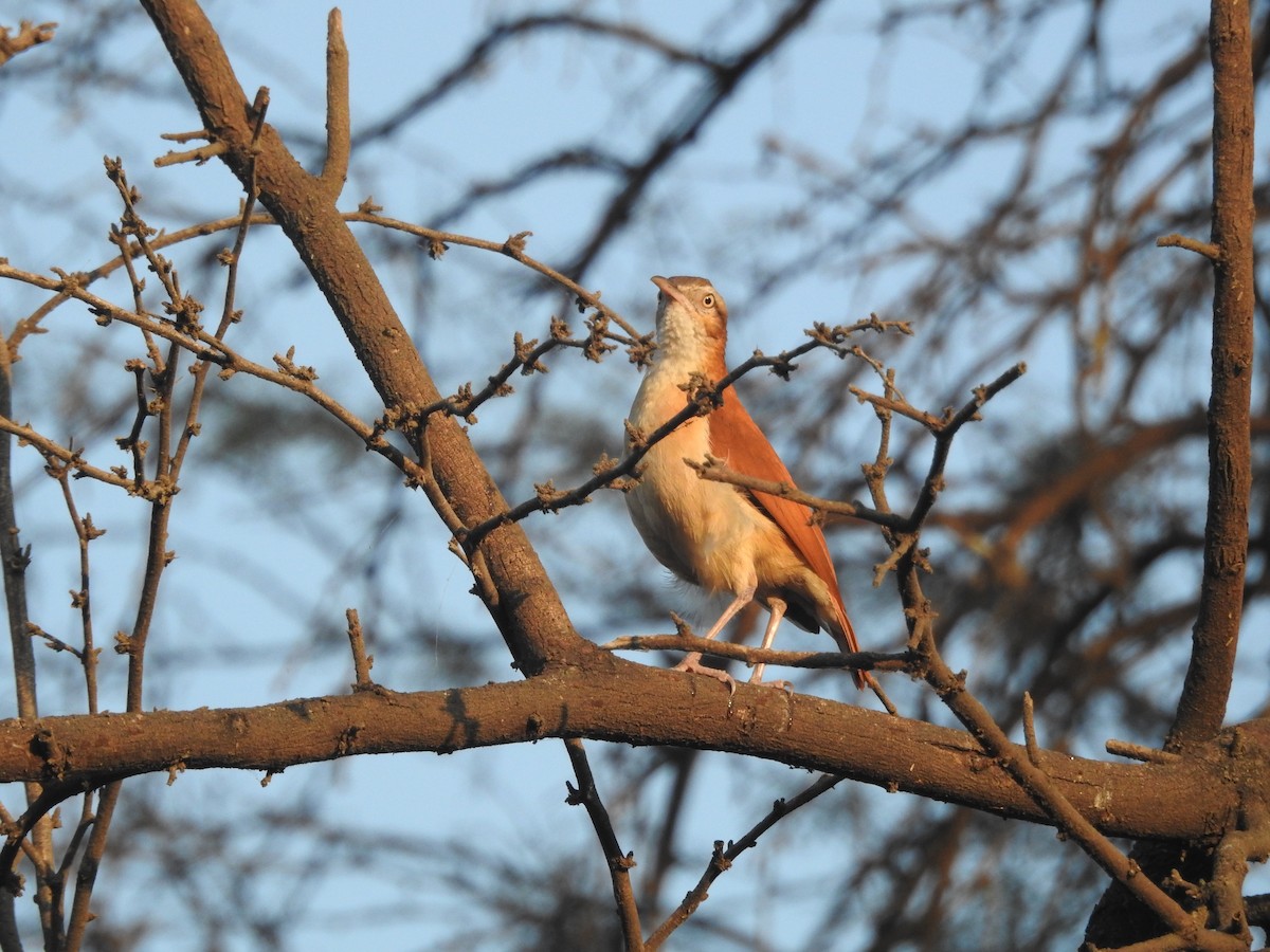 kanelryggovnfugl - ML644258708