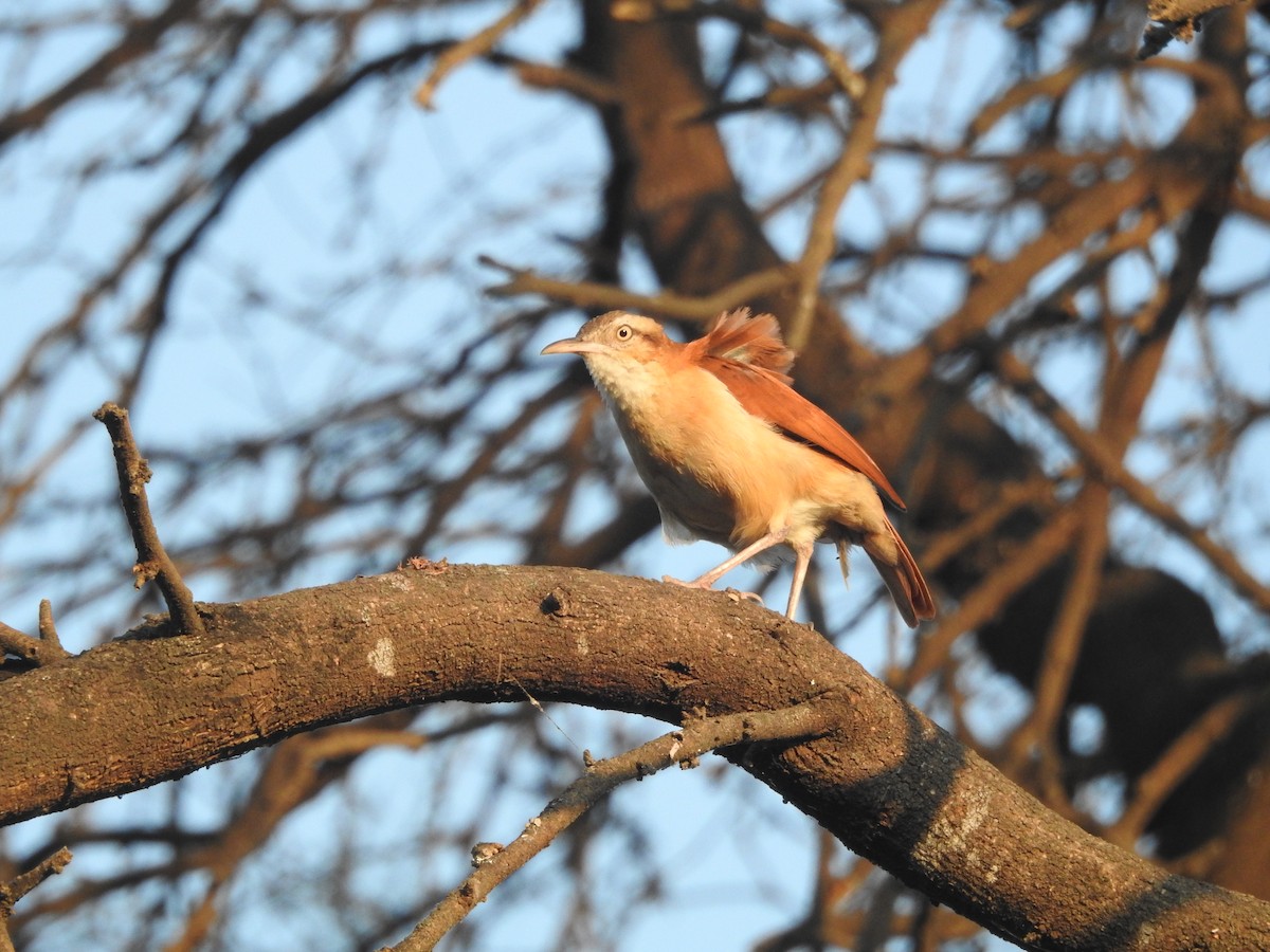 kanelryggovnfugl - ML644258709