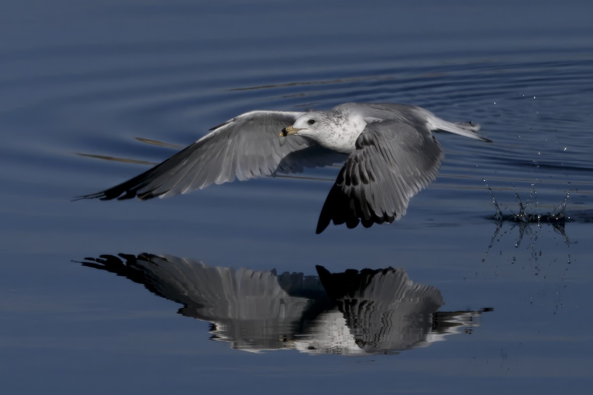Ring-billed Gull - ML644258717