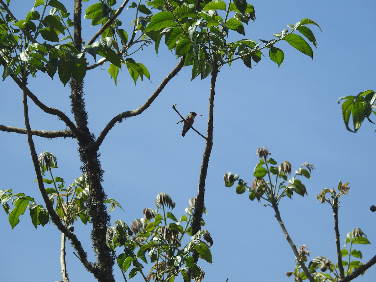 Amazilia Hummingbird - ML644258719