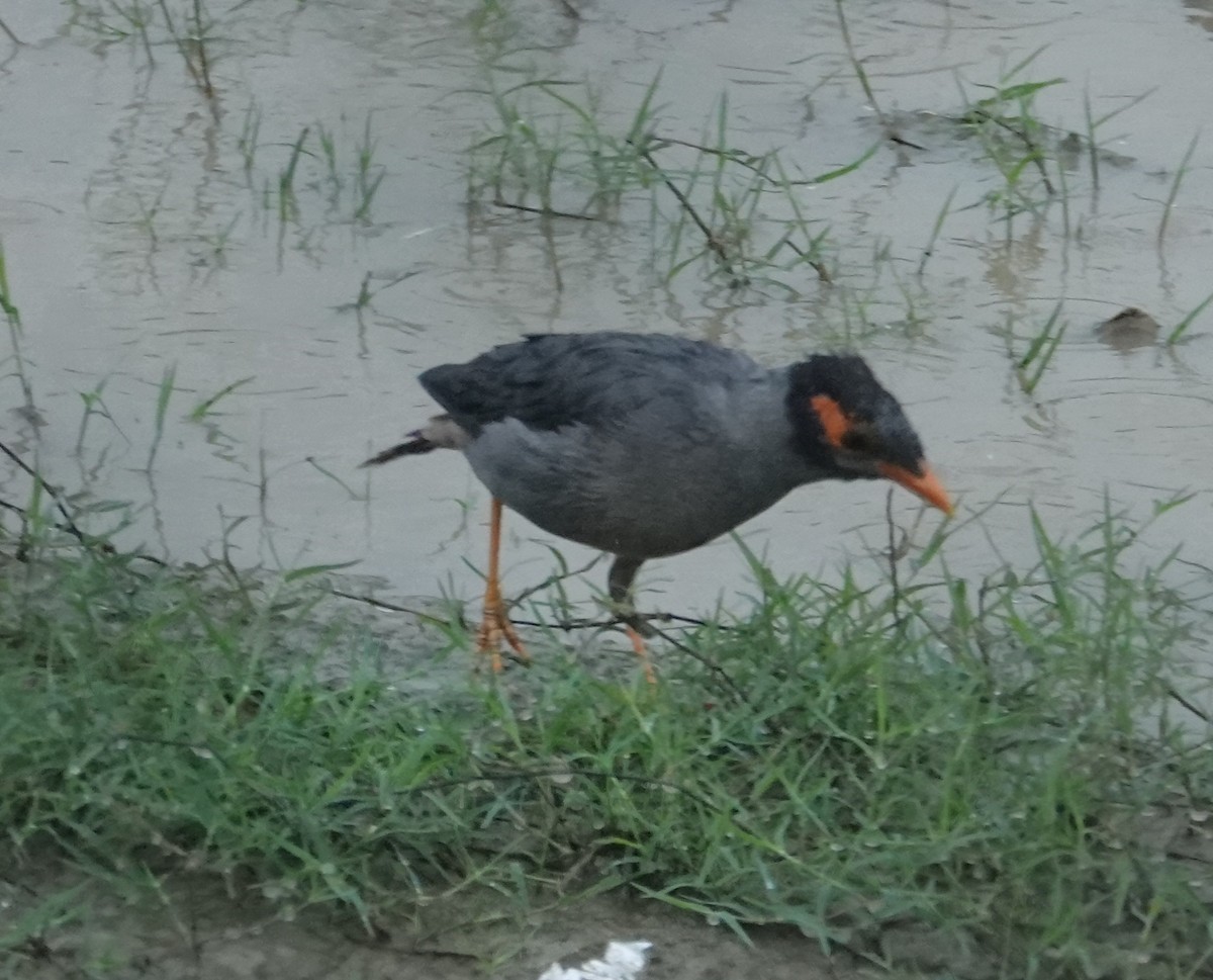 landsbystær - ML644258721