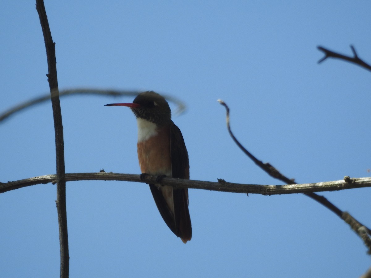 Amazilia Hummingbird - ML644258726