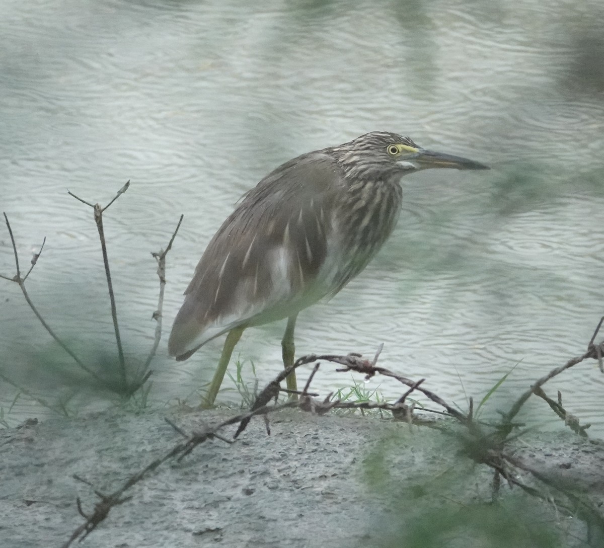 Indian Pond-Heron - ML644258748