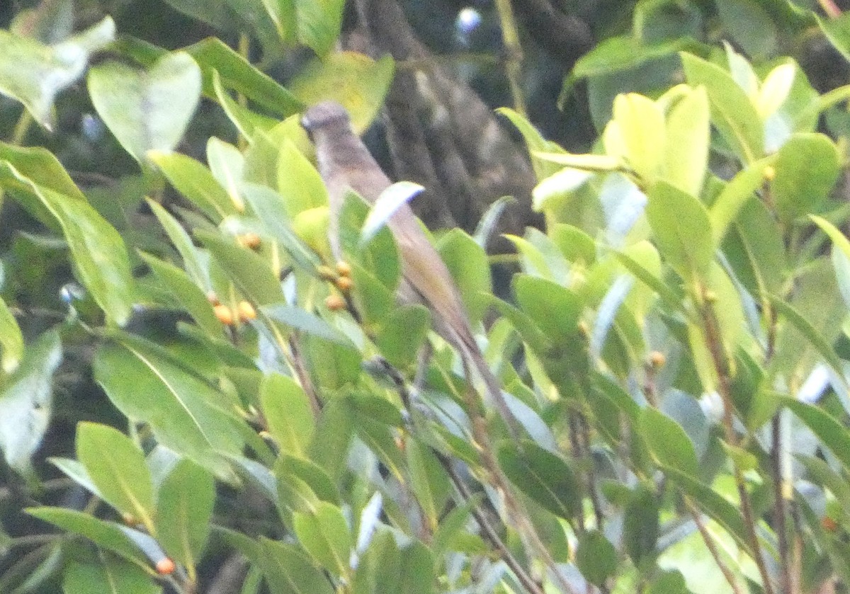 Australasian Figbird - ML644258754