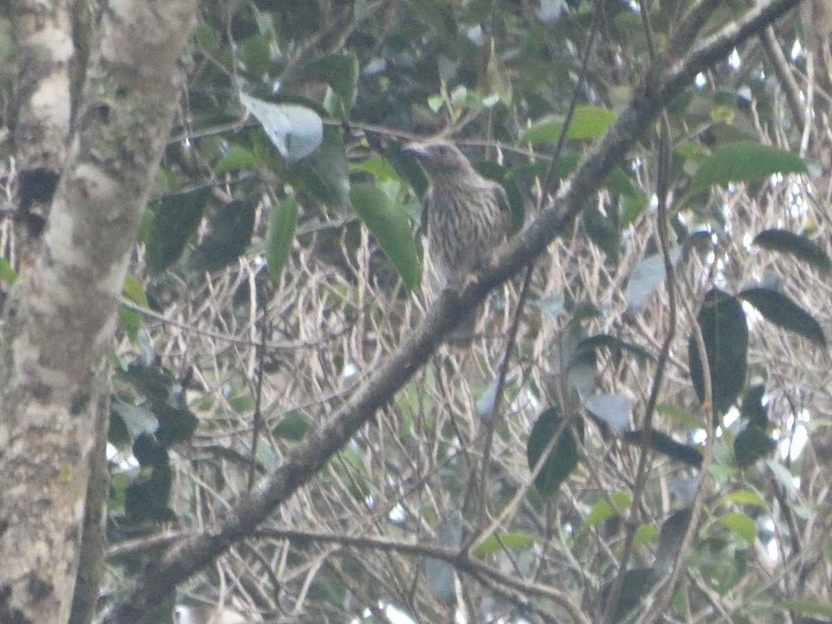 Australasian Figbird - ML644258755