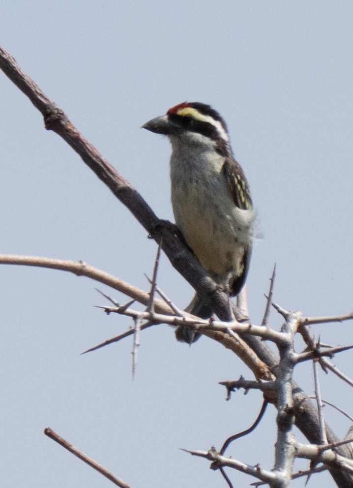 Barbudo Diademado - ML644258759