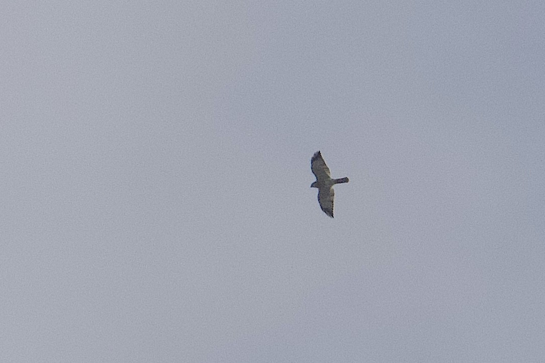 Chinese Sparrowhawk - ML644258760