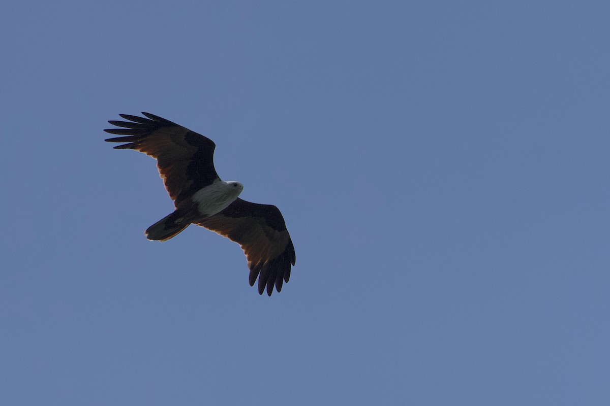 Brahminy Kite - ML644258764