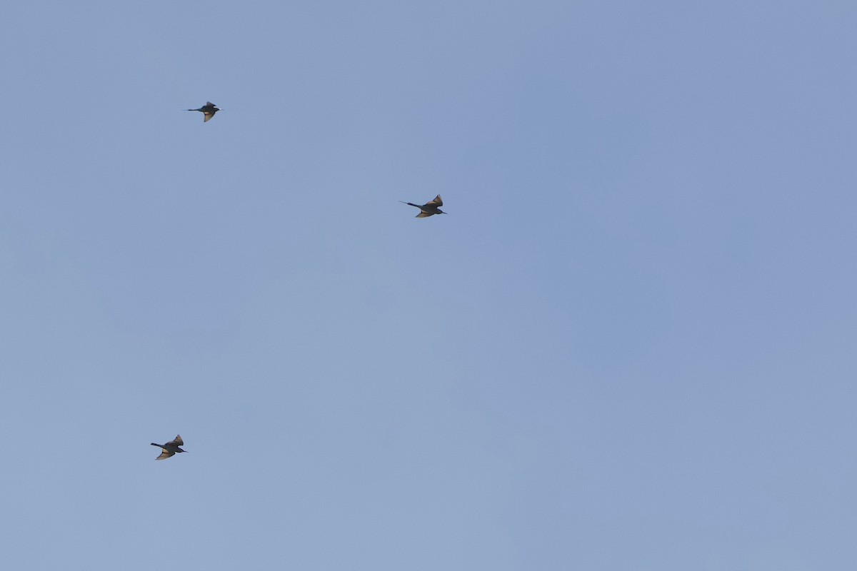 Blue-tailed Bee-eater - ML644258768