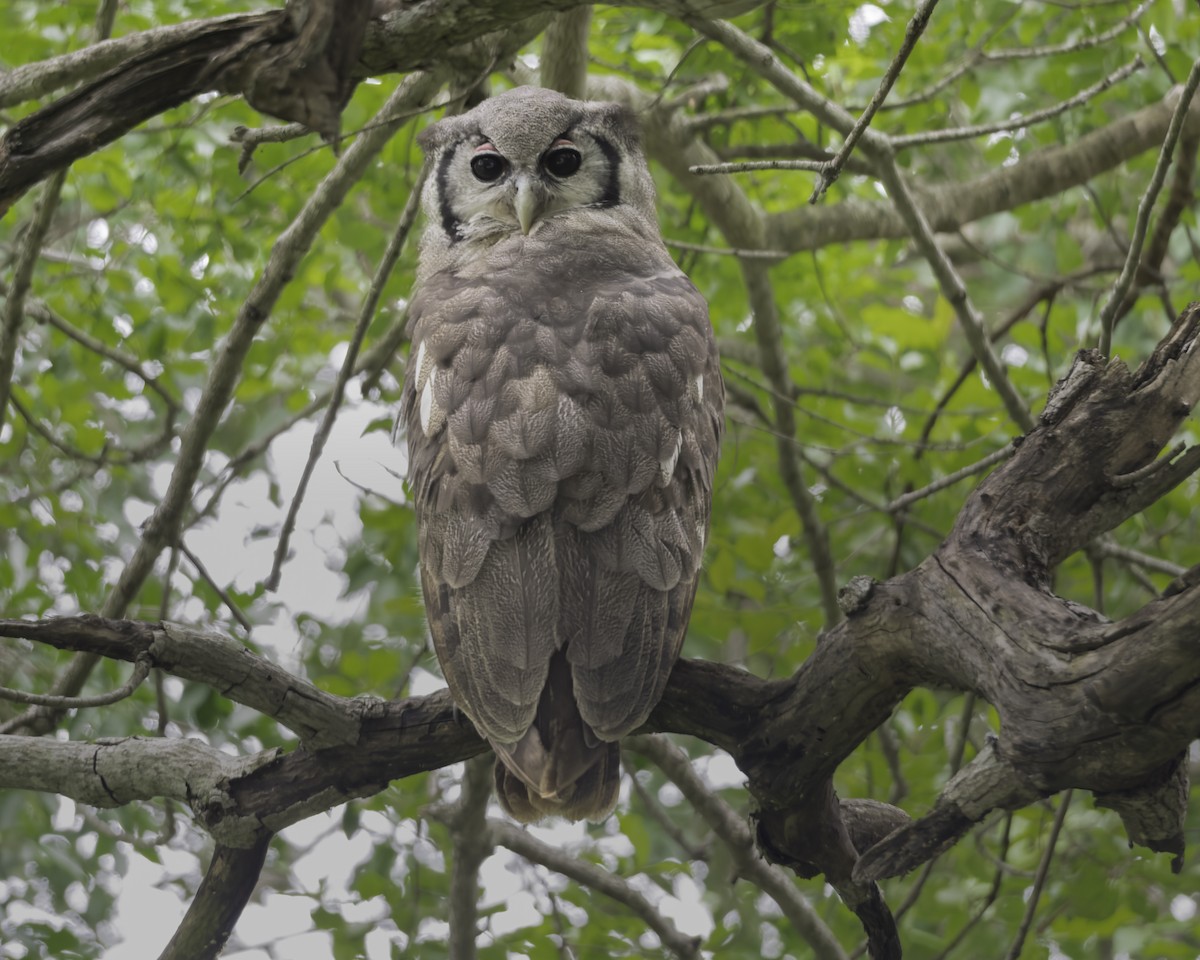 Verreaux's Eagle-Owl - ML644258777