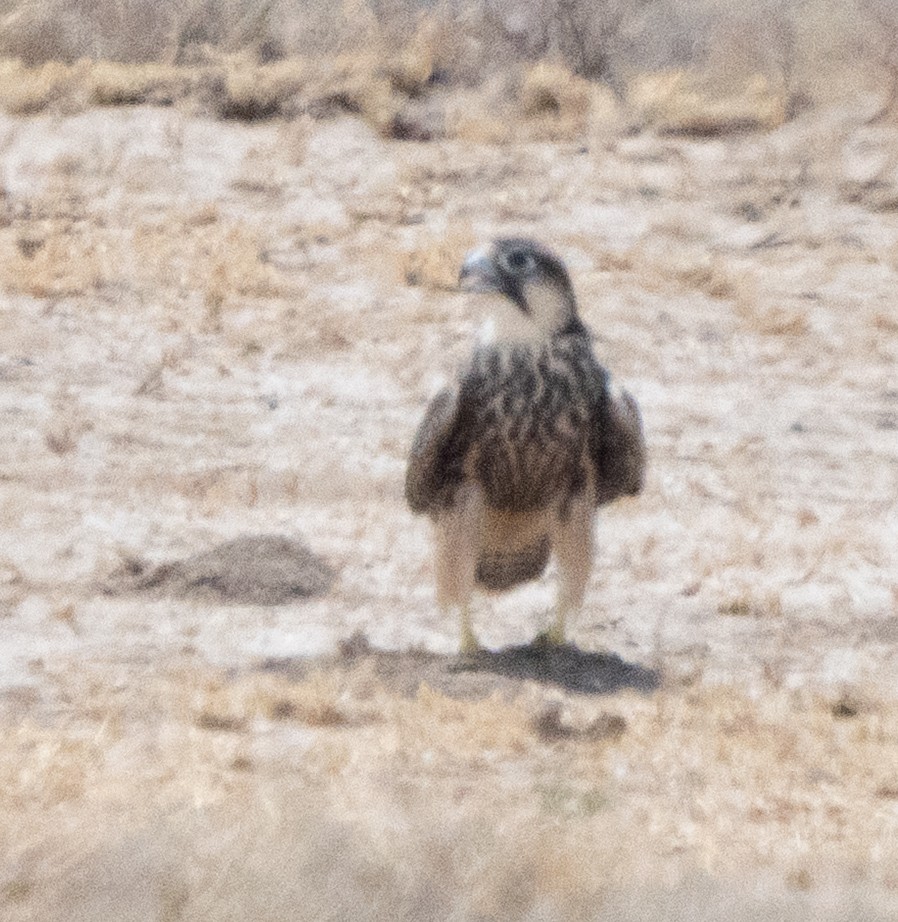 ラナーハヤブサ - ML644258781