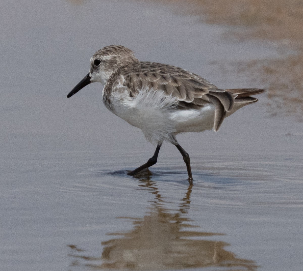 ヨーロッパトウネン - ML644258784