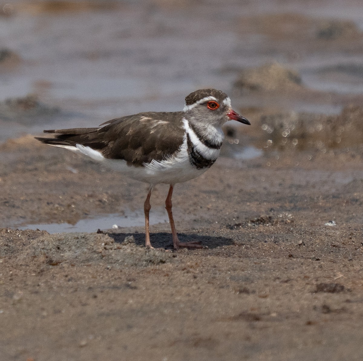 Three-banded Plover - ML644258787