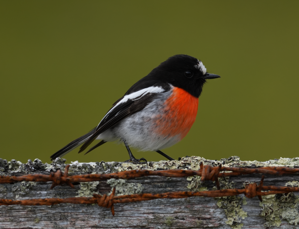 サンショクヒタキ - ML644258788